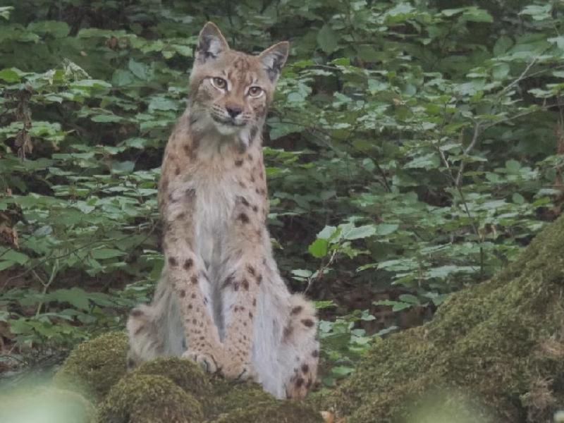 La fête des 50 ans du Lynx