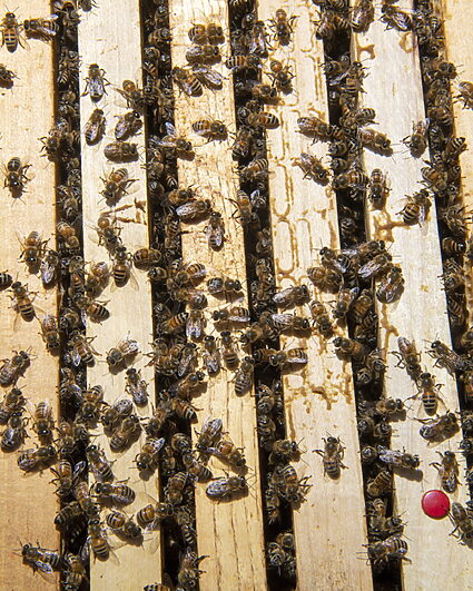 Les abeilles à la fête le 17 mai à Evologia