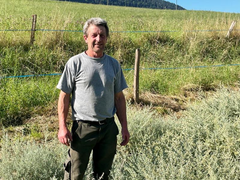 Dernière récolte d’absinthe de l’année à Val-de-Travers