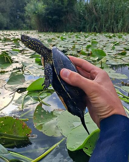 La Cistude d’Europe reprend pied dans le canton de Neuchâtel