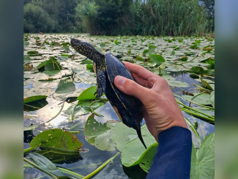 La Cistude d’Europe reprend pied dans le canton de Neuchâtel