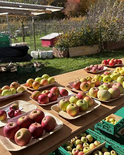 Rétropomme : croquer la variété à pleines dents