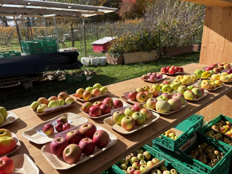 Rétropomme : croquer la variété à pleines dents
