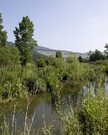 Des allées d’arbres et un verger plantés au Val-de-Travers