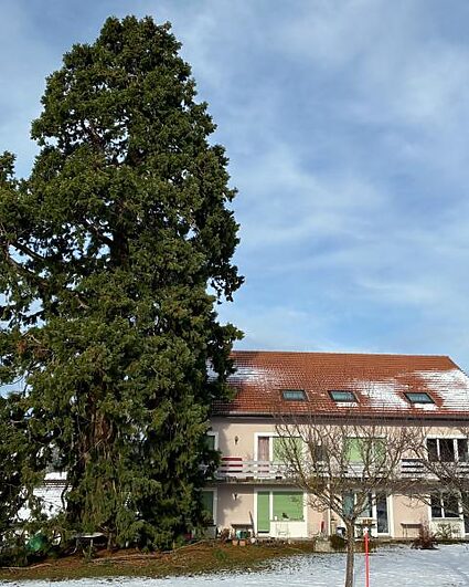 Un guide pour découvrir les plus beaux arbres de La Chaux-de-Fonds
