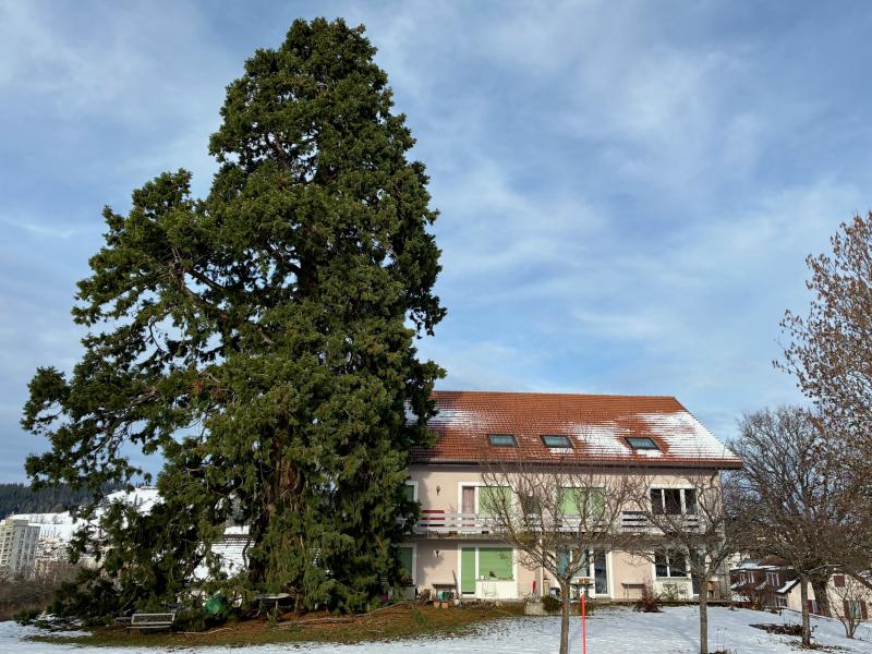 Un guide pour découvrir les plus beaux arbres de La Chaux-de-Fonds