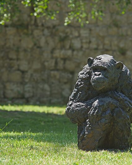 Une quinzaine de grands singes vont débarquer à Neuchâtel