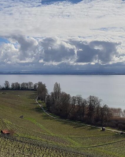 Une nouvelle association pour soutenir les pinots noirs neuchâtelois