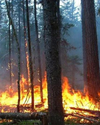Feux de forêt : Neuchâtel et l’Arc lémanique alliés dans la lutte
