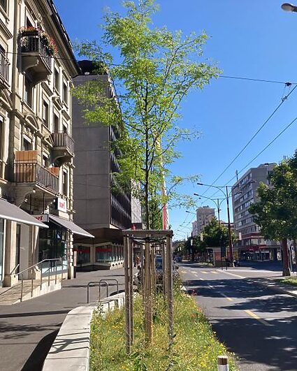 Gros effort d’arrosage pour les 1'500 arbres plantés après la tempête