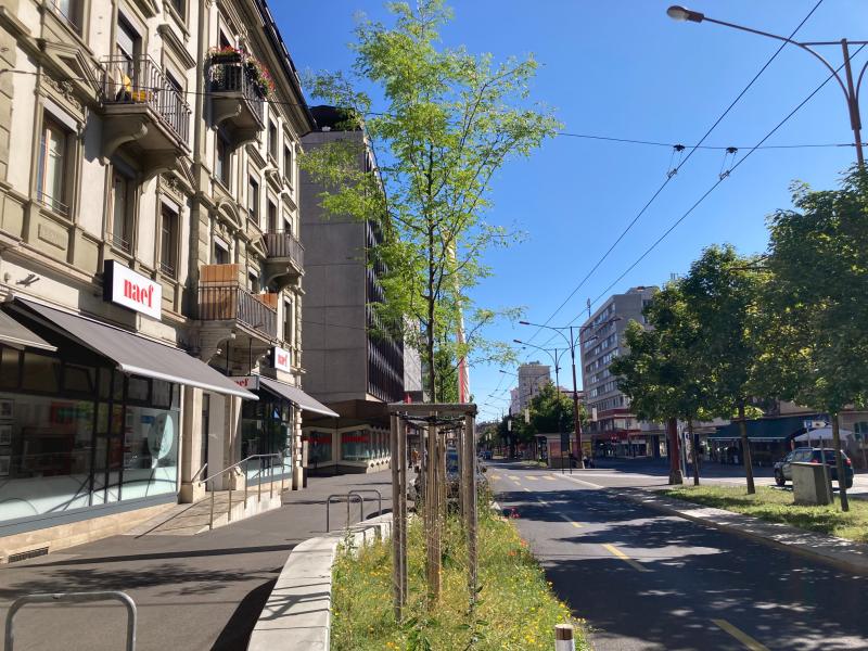 Gros effort d’arrosage pour les 1'500 arbres plantés après la tempête